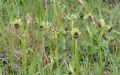 Ophrys bombyliflora